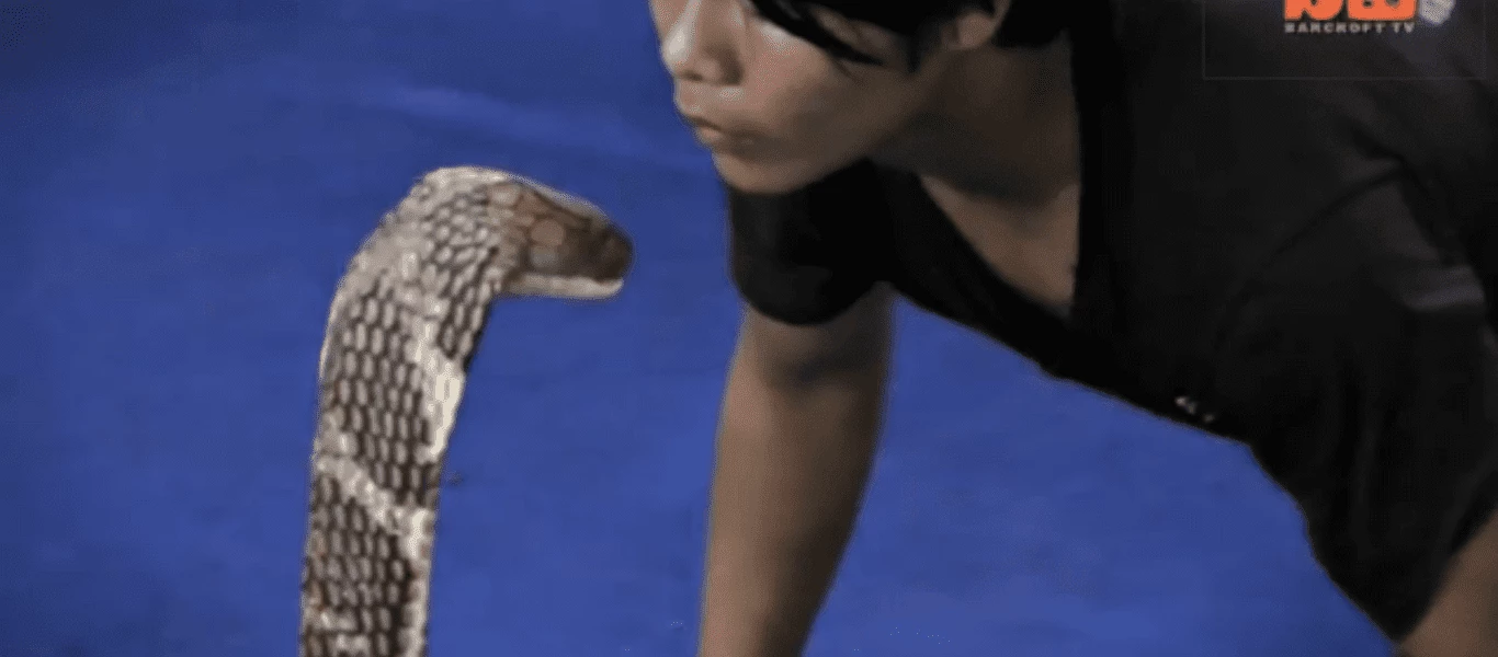 Φιλάει στο στόμα μια βασιλική κόμπρα και δείτε τι γίνεται (βίντεο)